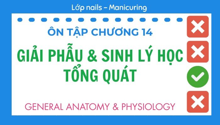 Ôn tập Chương 14 lớp Nails – Manicuring